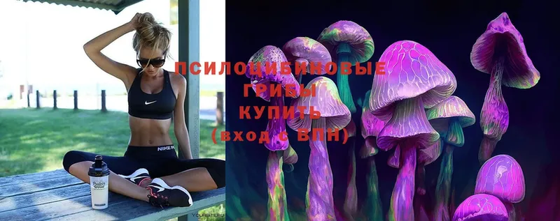 где купить наркоту  Болохово  omg рабочий сайт  Псилоцибиновые грибы Psilocybe 